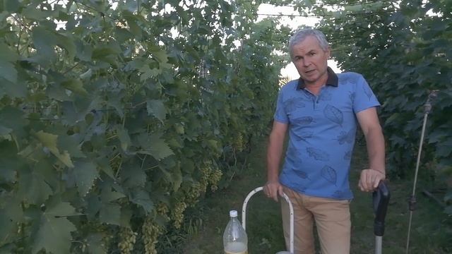 Применение известково серного отвара на винограднике смотреть онлайн