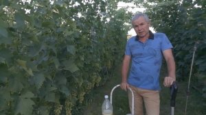 Применение известково серного отвара на винограднике