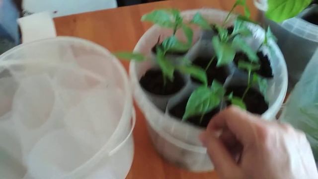 Как вырастить крепкую и здоровую рассаду!!!! смотреть онлайн