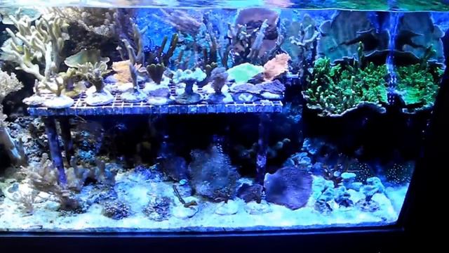 Kessil A150W LED Ocean Blue Ablegerbecken смотреть онлайн