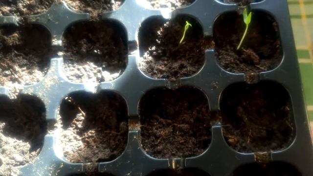 1 марта 2020 г.Убрала укрытие с роз. Семена проклюнулись. смотреть онлайн