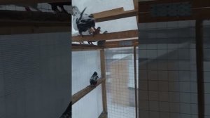 Свердловские высоколетные голуби