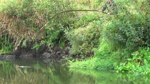 Особо удачная рыбалка 11 сентября на щуку на жерлицы в новых местах