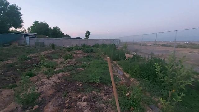 Приют для бездомных. Часть собак всегда ходят гулять. #animalshelter  #приютдлясобак