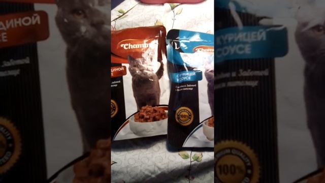 Чем кормить кошку/ смотреть онлайн