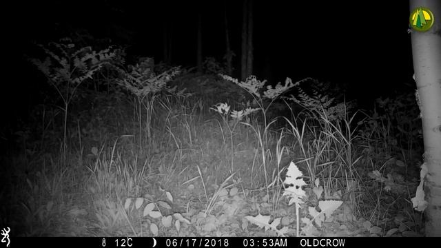 Some Forest Friends смотреть онлайн