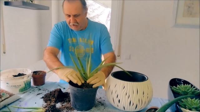 Пересадка для лучшего роста и размножение-Алое-Вера.Aloe Vera. смотреть онлайн