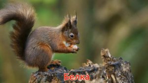 Карточки Домана Часть 2 Лесние звери!