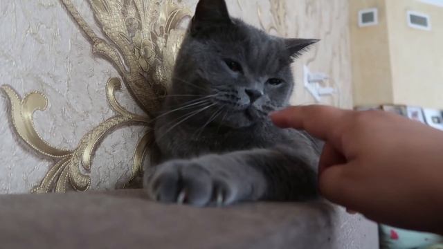 VLOG У Даши три усатых доктора смотреть онлайн