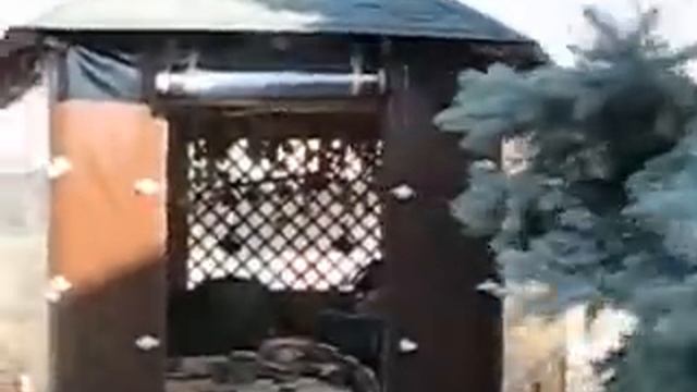 Супер дом.Оболонь.Голубая ель во дворе. Видеорепортаж от Димы Исокова смотреть онлайн