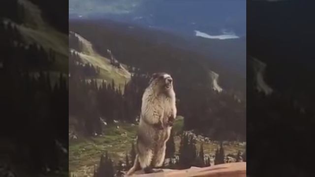 Прикол суслик орет! :)))))))))) смотреть онлайн