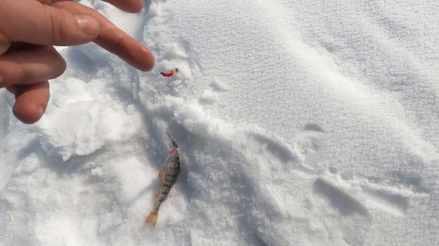 Рыбалка на окуня. Первый, пробный выезд в 2021 году. смотреть онлайн