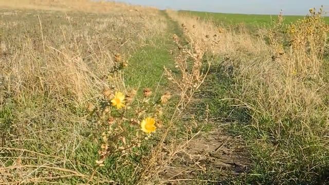 Софиевка 1 часть смотреть онлайн