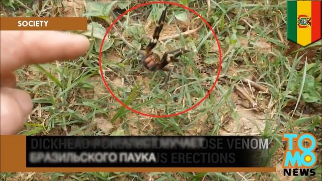 САМЫЕ СТРАШНЫЕ ПАУКИ НА ТОМО-НЬЮЗ смотреть онлайн