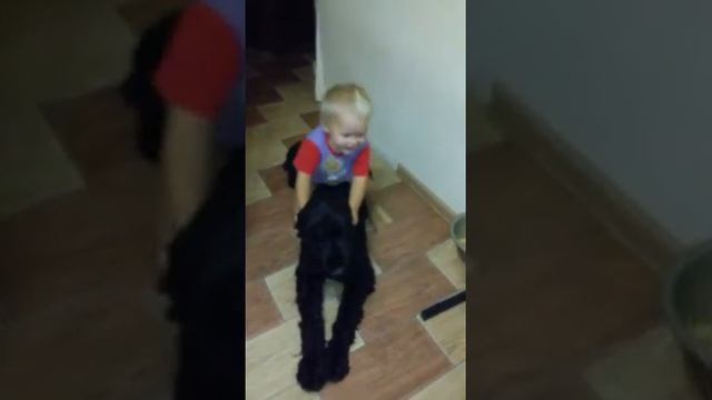 Ризеншнауцер и дети смотреть онлайн