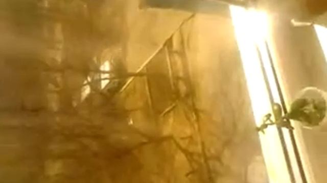 Самый огромный в мире цветок! Смотреть всем! смотреть онлайн