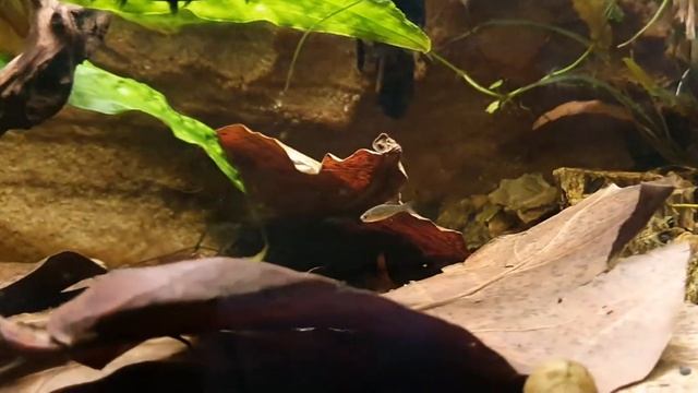 Old but Gold! aquarium closeup! | celestial perl danio | sturisoma aureum | cuckoo catfish| смотреть онлайн