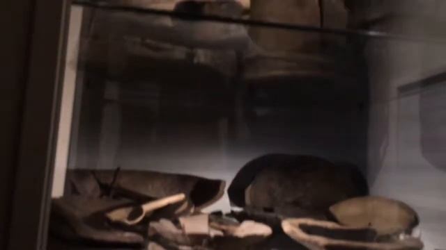 Музей Средневековья в Стокгольме и многое другое смотреть онлайн