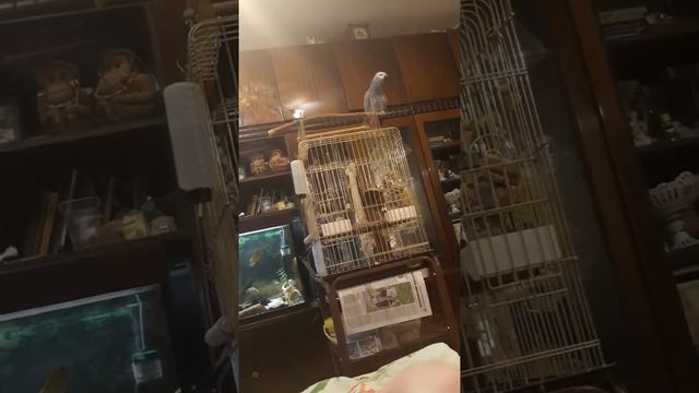 Жако говорит "Что ты орешь" смотреть онлайн