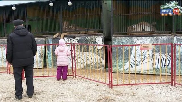 Любопытство взрослых и восторг детей: в Елец прибыл передвижной зоопарк смотреть онлайн