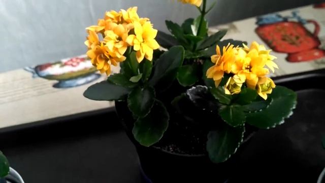 Каланхое зацвел! Осенняя обрезка. смотреть онлайн