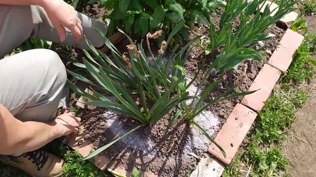 УХОД ЗА НАРЦИССАМИ ПОСЛЕ ЦВЕТЕНИЯ. ЧТО ОБЯЗАТЕЛЬНО НЕОБХОДИМО СДЕЛАТЬ. смотреть онлайн