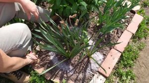 УХОД ЗА НАРЦИССАМИ ПОСЛЕ ЦВЕТЕНИЯ. ЧТО ОБЯЗАТЕЛЬНО НЕОБХОДИМО СДЕЛАТЬ.