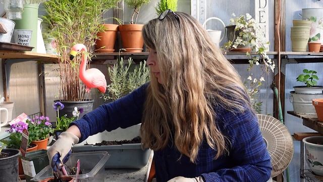 DELPHINIUMS Planting Bare Root смотреть онлайн