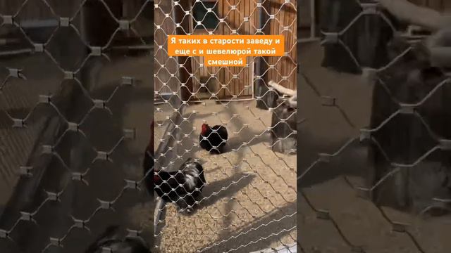 Таких курочек заведу на пенсии #москва #russia #travel #animals смотреть онлайн