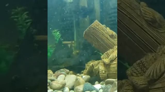 Наблюдение за рыбами (без общения) смотреть онлайн