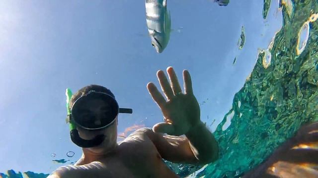 Коралловый риф отеля Sharm Plaza / Far Garden Reef 4K 2016 смотреть онлайн