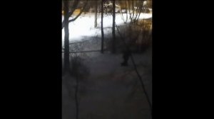 Цвергшнауцер Тоби. Первый раз идем на улицу.