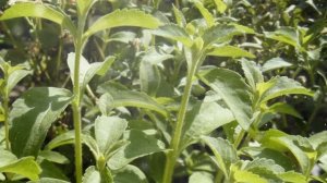 Как выращивать стевию из семян в домашних условиях