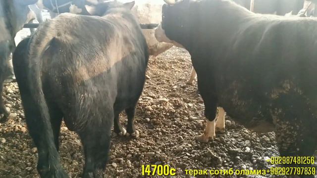 #ГулакандозБозор Молбозор Гулакандоз,Пролетар.Пайшанба Молбозори.Новвосларни Нархлари.