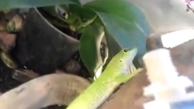 Фельзумы едят детское питание смотреть онлайн