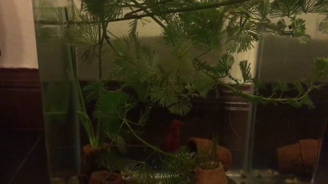 Cabomba Care | Plant Care Guides смотреть онлайн