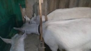 Коза зажимает молоко и как с этим бороться.