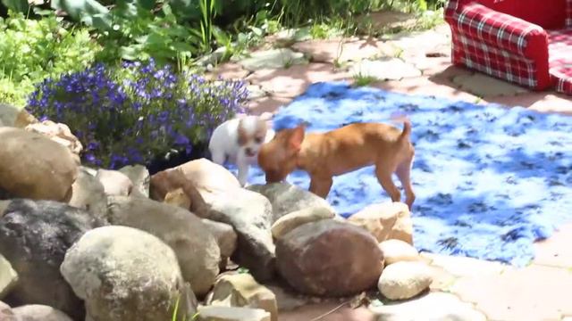 Щенки чихуахуа.Питомник смотреть онлайн