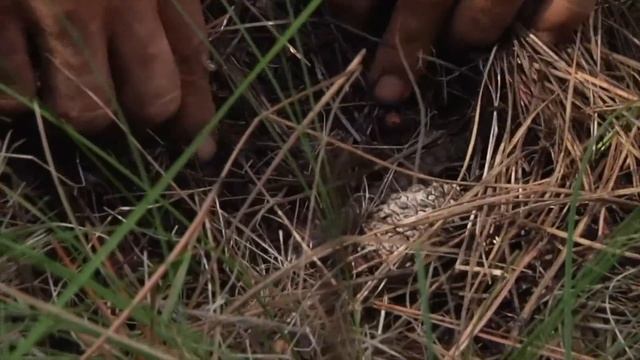 JENKEM - Hunting for Mushrooms with Ryan Reyes смотреть онлайн