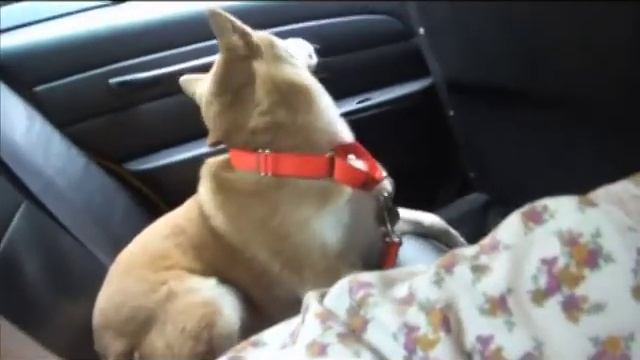 NYC Taxi Cab Shiba Dog Ride смотреть онлайн