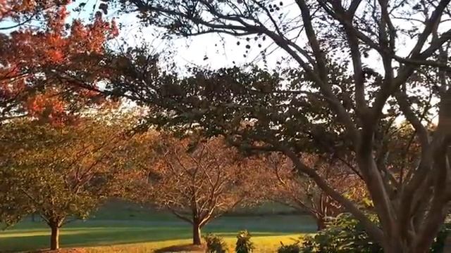 Когда Падают Листья смотреть онлайн