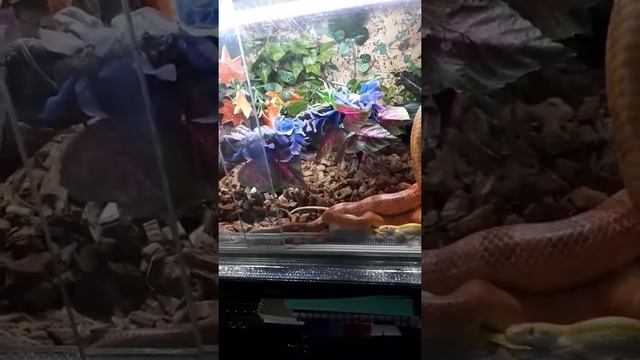 Спаривание маисовых полозов copulation corn snake смотреть онлайн