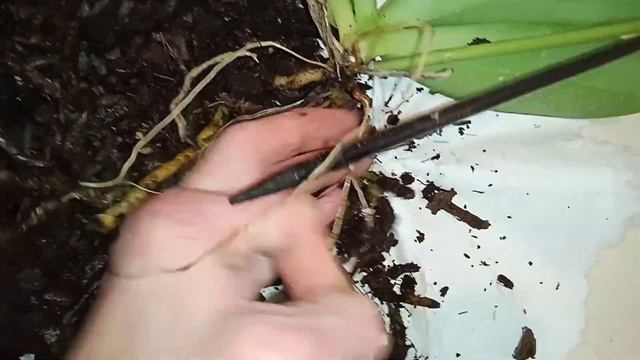 ⚡⚡⚡ Орхидея Пелорик -Гниёт от корней!У меня нет препаратов! Аааааааа!Срочно вытаскиваю из горшка! смотреть онлайн