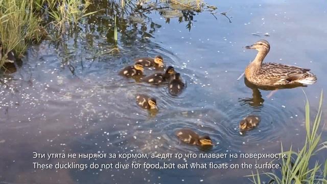 4.. нет,7.. нет,8 утят мирно ужинают возле нас :)/ 4.. no,7.. no,8 ducklings dine peacefully near u смотреть онлайн