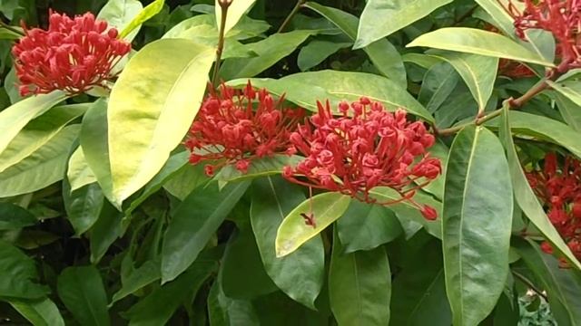 Coralillo: Ixora coccinea (www.riomoros.com) смотреть онлайн