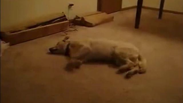 Спящие животные смотреть онлайн