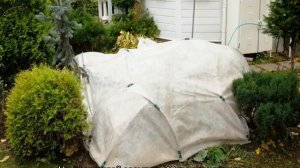 Роза Голубой Нил (Blue Nile) — характеристики сортового цветка