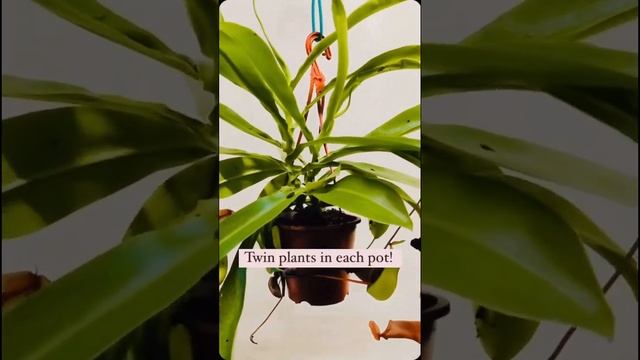 Nepenthes × Ventrata is available now!! Twin plants in each pot. Check the description to order!? смотреть онлайн