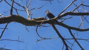 Мегрельские песни - Ou Nana Nana Lazurisha Margalishe Birapa