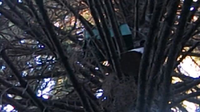 И снова лесные рои! смотреть онлайн